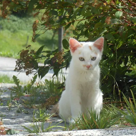 アパート Biobergbauernhof Bergzeit In *
