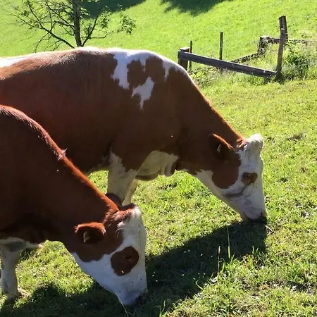 Biobergbauernhof Bergzeit In *
